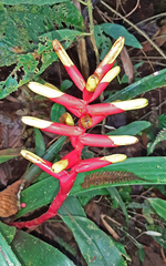 Guzmania sprucei
