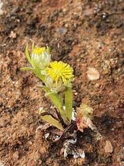 Triptilodiscus pygmaeus