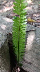 Adiantum caudatum
