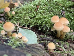 Hypholoma fasciculare
