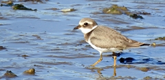 Charadrius hiaticula