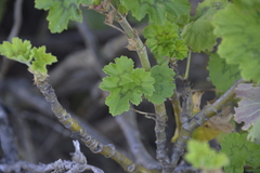 Pelargonium zonale