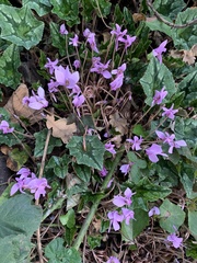 Cyclamen hederifolium
