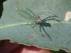 Araneus talipedatus