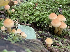 Hypholoma fasciculare
