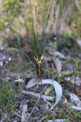 Caladenia leptochila
