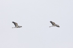 Ardea melanocephala