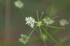 Seseli hippomarathrum