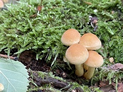 Hypholoma fasciculare