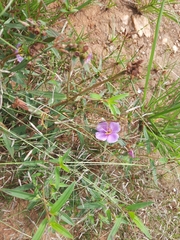 Osbeckia chinensis