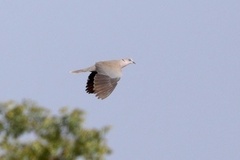 Streptopelia decipiens logonensis