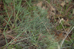 Seseli hippomarathrum