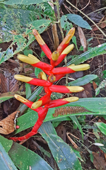 Guzmania sprucei
