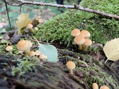 Hypholoma fasciculare