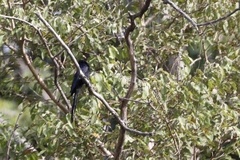 Phoeniculus purpureus