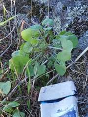 Rumex induratus