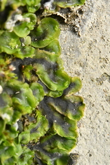 Pelliaceae