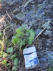 Rumex induratus