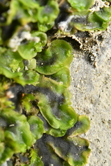 Pelliaceae