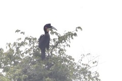 Bucorvus abyssinicus