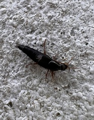 Quedius semiobscurus