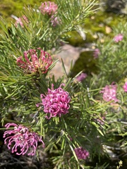 Grevillea confertifolia