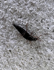 Quedius semiobscurus