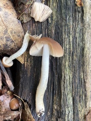 Rhodocollybia butyracea