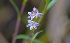 Epidendrum fimbriatum
