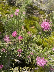 Grevillea confertifolia