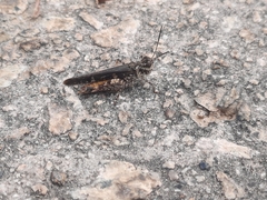 Trilophidia annulata