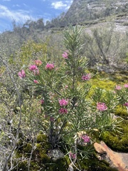 Grevillea confertifolia