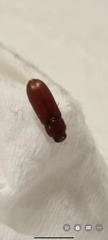 Tribolium castaneum