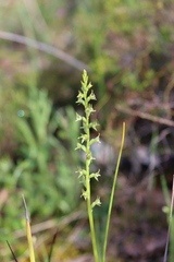 Prasophyllum pallidum