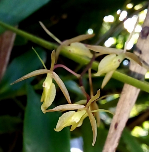 Epidendrum diffusum observed 2022-09-30