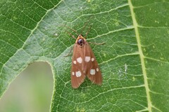 Dysauxes famula