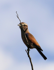 Coracias naevius mosambicus