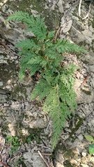 Selaginella moellendorffii