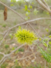 Combretum zeyheri