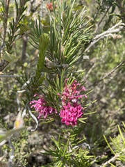Grevillea confertifolia