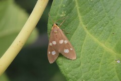 Dysauxes famula