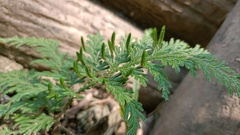 Selaginella moellendorffii