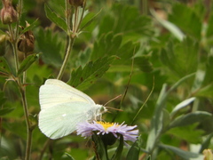 Colias alexandra