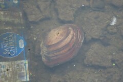 Sinanodonta woodiana