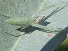 Araneus talipedatus