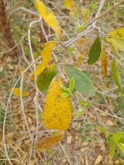 Combretum zeyheri