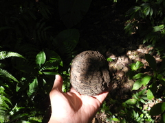 Dioscorea
