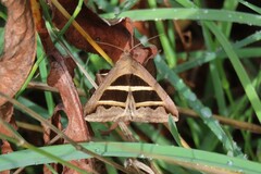 Grammodes bifasciata