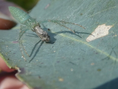 Araneus talipedatus