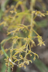 Thesium linophyllon